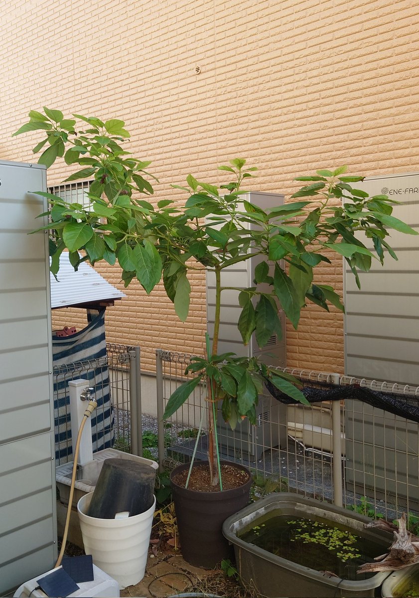 yasu1569's tweet image. 11/20のアボカド