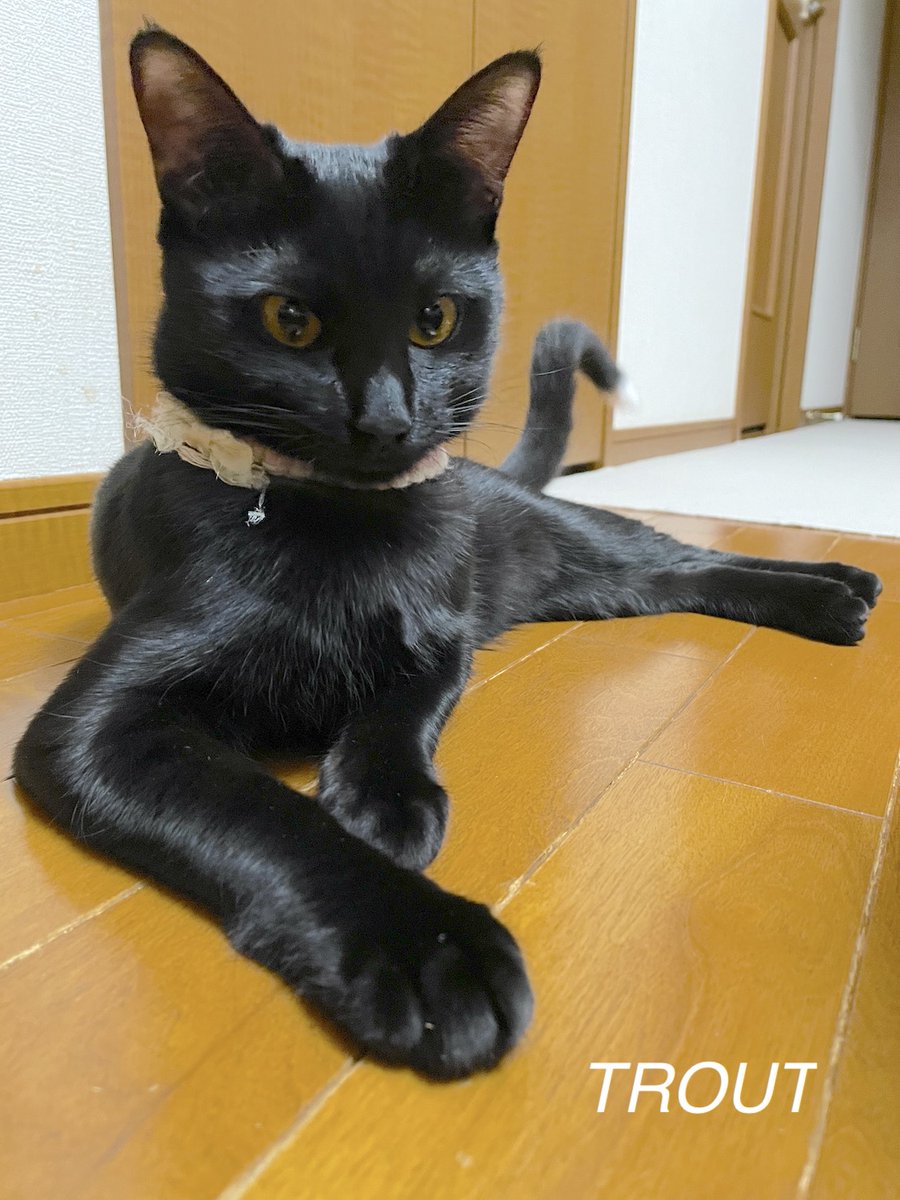 #またたび家 #保護猫 [とむ吉]♂ [すずり]♀️2025年11月20日
本日のニャン　とむ吉、我が家に来たその日しか使わなかったケージ、今はすずり専用のお宿に珍しく自分から入って内見。昔を思い出したのか、心なしか子猫顔に😺すずり姫もだいぶふっくらしてきました😺