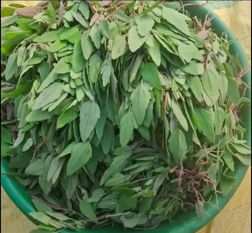 dinesh_shaw's tweet image. ✨ सर्दियों की जान – बथुआ साग! ✨
थाली में दिखते ही देसी खुशबू और बचपन की यादें ताज़ा कर देने वाला —
बथुआ साग सिर्फ स्वाद में नहीं, सेहत में भी नंबर वन!

🥬 बथुआ क्यों है खास?
• पेट को हल्का रखे, पाचन शक्ति बढ़ाए
• खून की कमी दूर करने में मददगार
• सर्दियों में इम्युनिटी को…