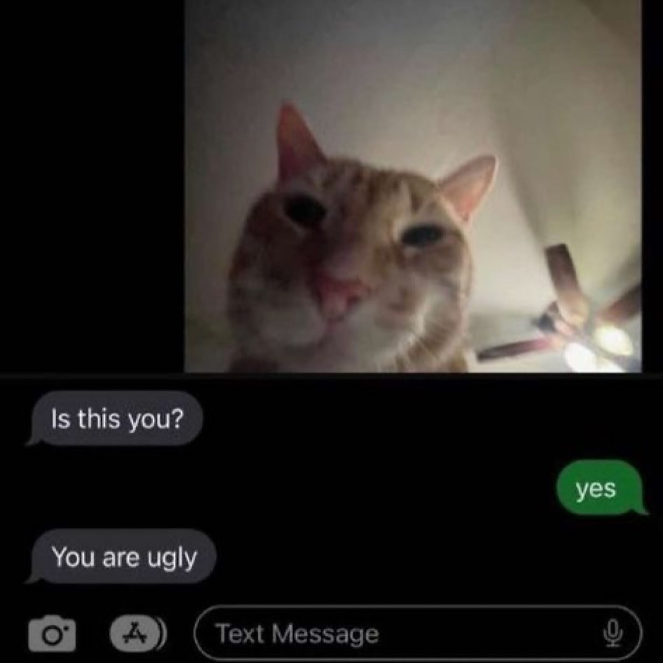 Catsillyness's tweet image. 