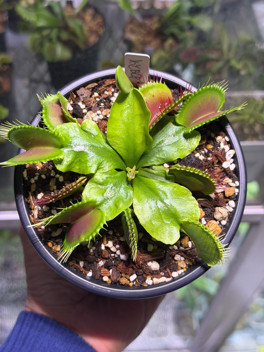 Pan-nu@食虫植物楽しいよ (@Pan_nu_plants) / Posts / X