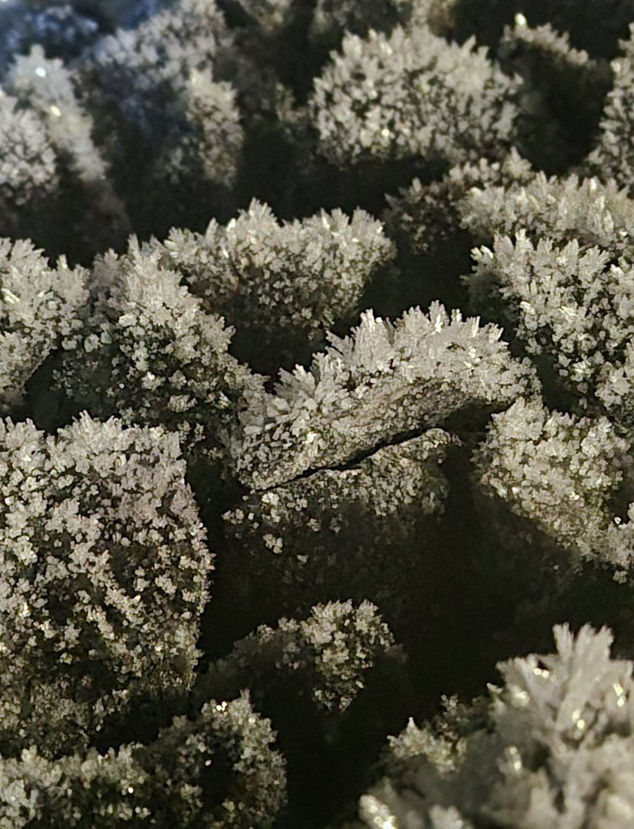 Rimfrosten rimfrostade ordentligt igår.