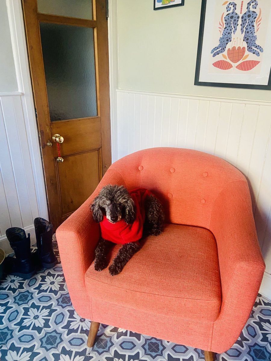 Misspjsproul 🐾✨🦋🌿🌸🐩🐾👩‍🌾👩‍🌾🧚‍♀️🧚‍♀️ tweet media