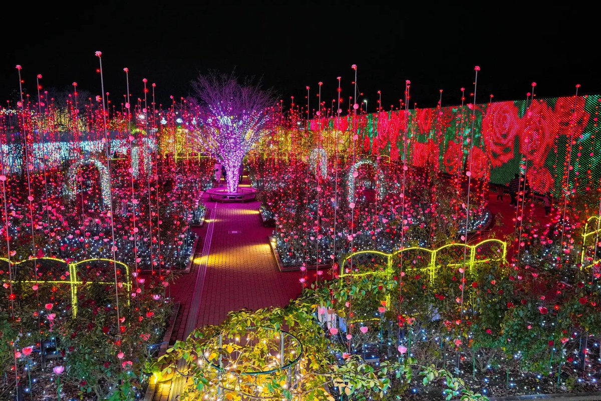 travelroad5's tweet image. 2026年2月15日まで栃木県・あしかがフラワーパークでは、500万球を超える関東3大イルミーネーションの1つ『光の花の庭～Flower Fantasy2025-26』が開催されます✨