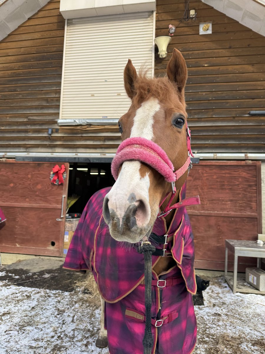 欲しいものリストから頂いた馬着です！
可愛い！ありがとうございます😊