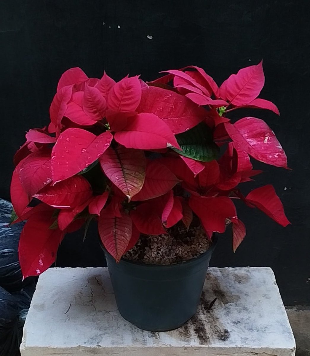 Está es mi planta de navidad, la tengo desde el año pasado. Estaba totalmente verde en septiembre y a mediados de ese mes comencé a ponerla en total oscuridad durante 14 horas en la noche y este es el resultado.