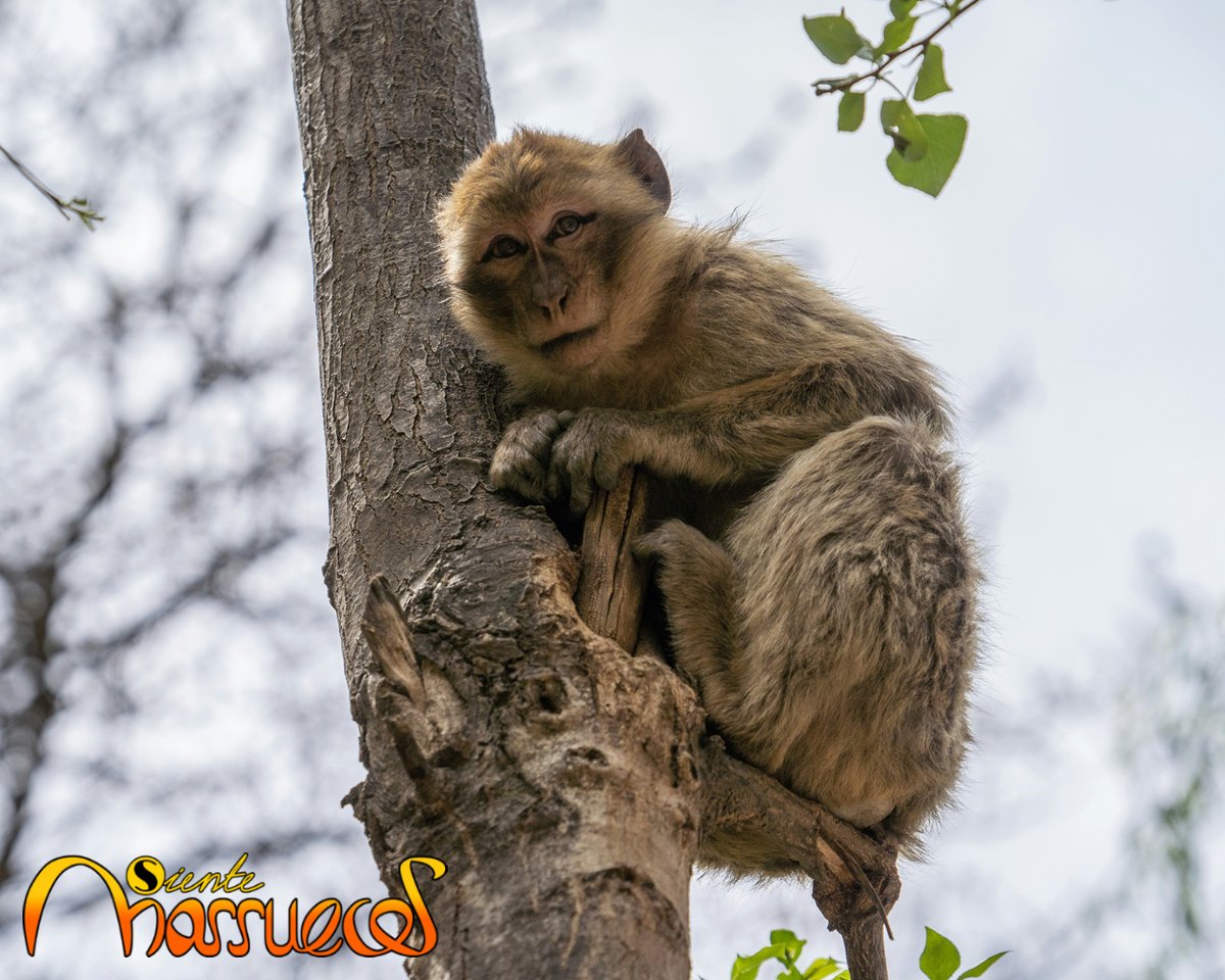 En las Cascadas de #Ouzoud, los monos juegan entre olivos. Un lugar donde el tiempo ha esculpido un #paisaje único.

¿Quieres visitar Marruecos? info@sientemarruecos.viajes