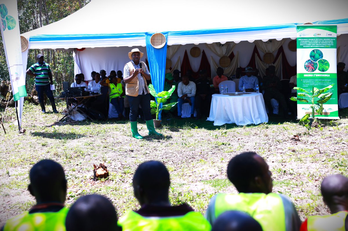 Uyu munsi NAEB yakomereje mu karere ka <a href="/RuhangoDistrict/">Ruhango District</a> igikorwa cyo kwifatanya n’abahinzi mu gusimbuza ikawa ishaje, haterwa ingemwe nshya zitezweho kongera umusaruro. 

Umuyobozi ushinzwe ibihingwa gakondo muri NAEB <a href="/Nkurunz55784614/">Nkurunziza Alexis</a> yasabye abahinzi kwita ku ngemwe bateye