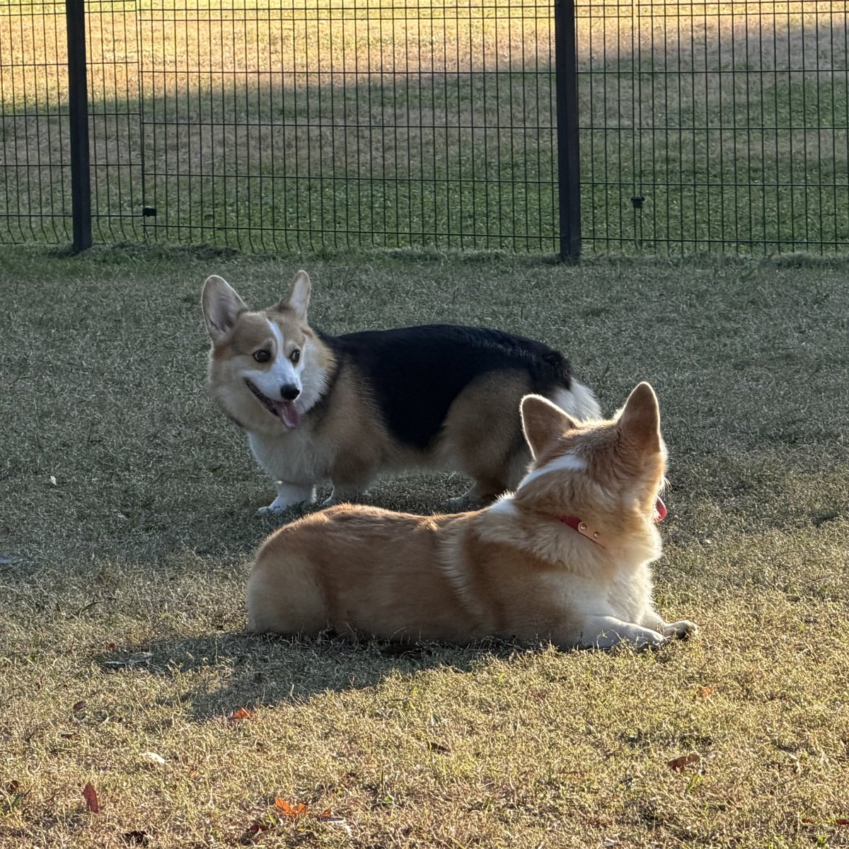 いつの間にか、すごい仲良し姉妹になってるなー💖 #コーギー #コーギー