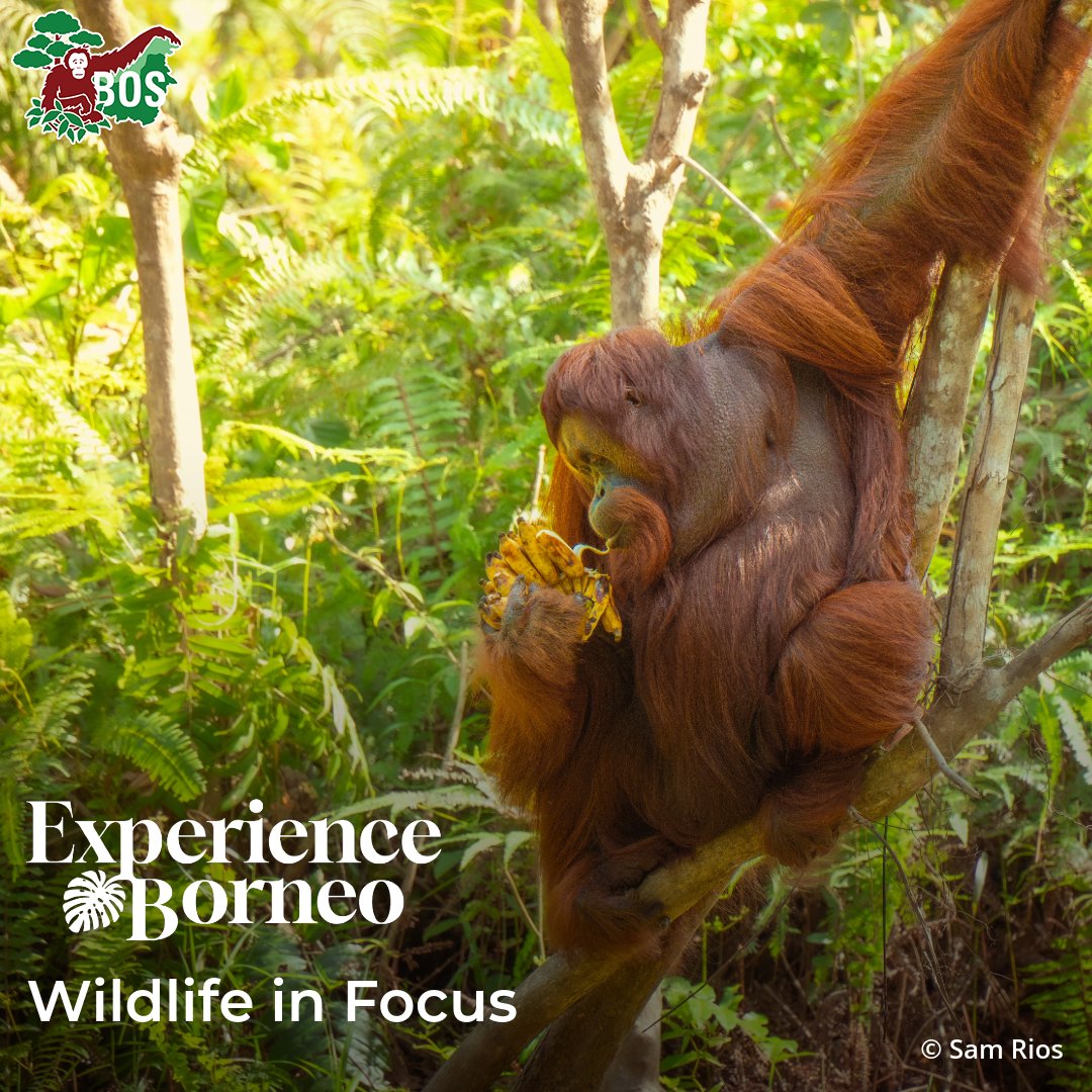 BorneoOSUK's tweet image. 📸🦧 With a camera and/or binoculars, see wildlife like never before! Discover incredible critters around the eco-lodge &amp;amp; on a #rainforest hike. Understand animal behaviour to take the best shot &amp;amp; learn how to edit &amp;amp; enhance your photos. BOOK NOW 👉experienceborneo.org