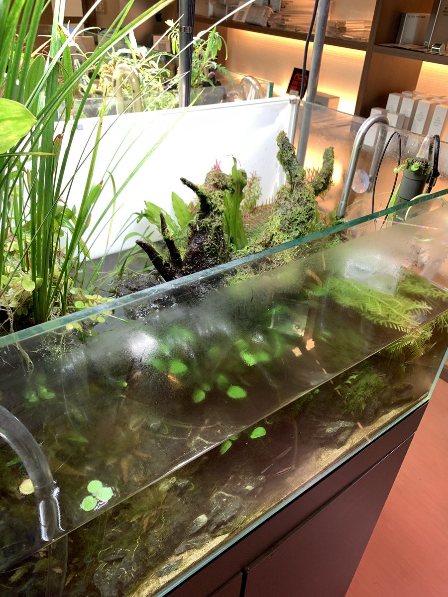 やっと90cmリセット開始‼️ 入口入って真正面に置いてある一等地の