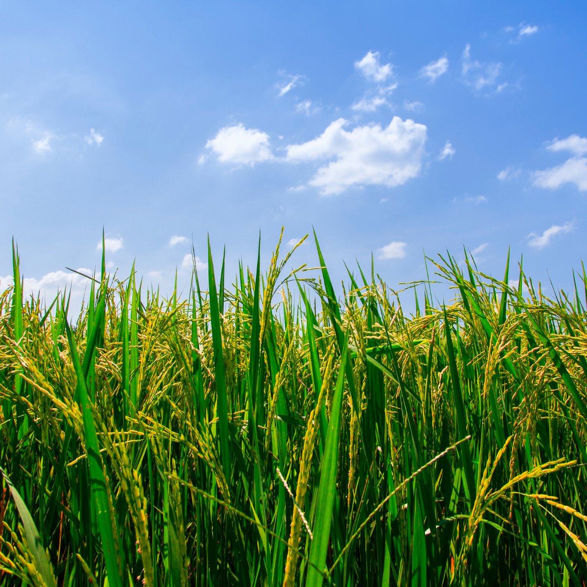 StratusResearch tweet media