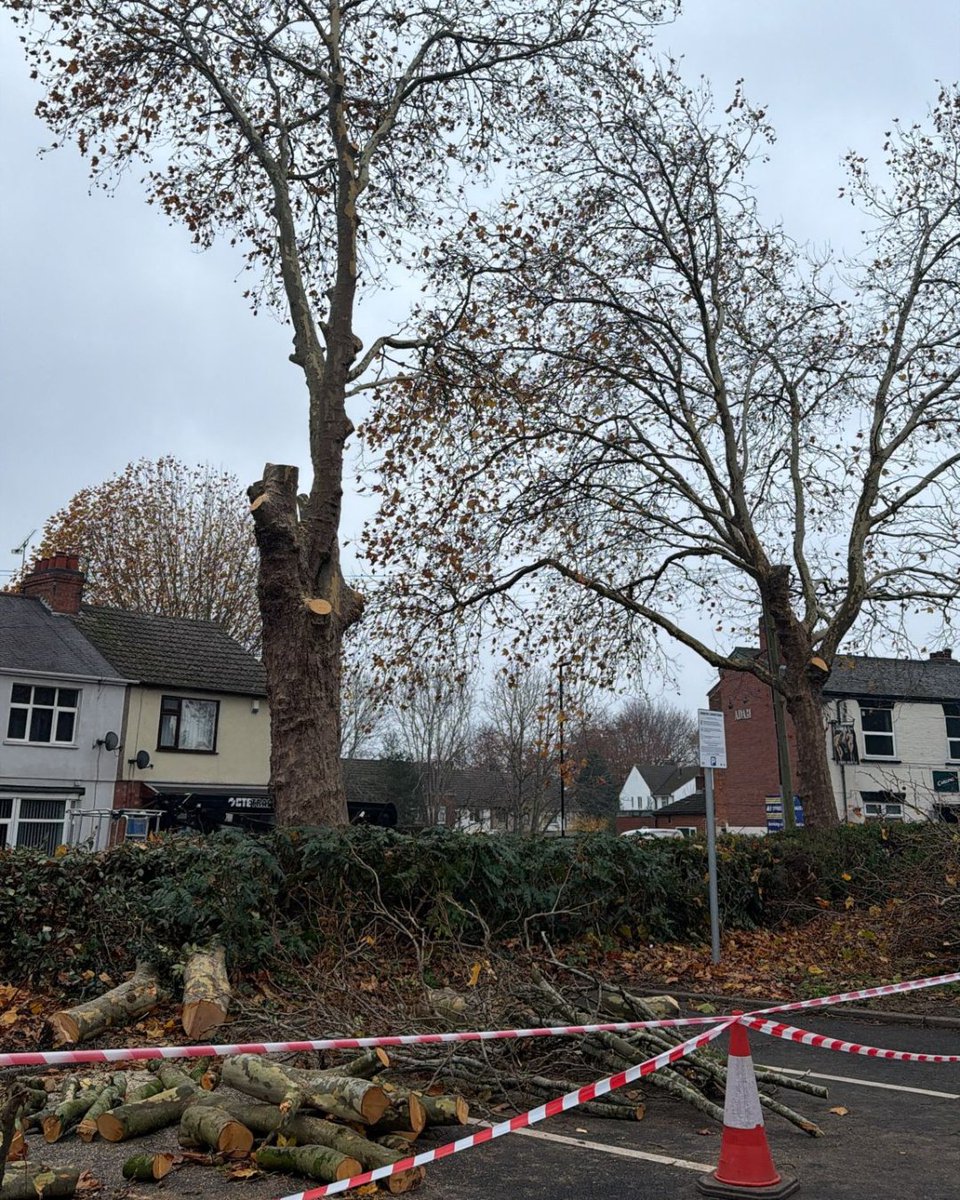 BossBeechwood's tweet image. Sectional felling completed on a large London Plane tree 🌳💪
Our team worked safely and efficiently to bring this tree down piece by piece.
Great teamwork and another job well done! 👏
#TreeWork #SectionalFell #LondonPlane