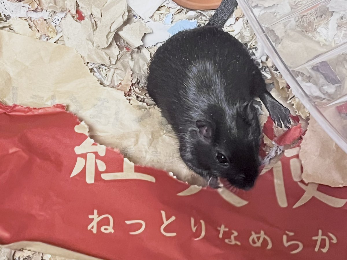 ねっとりなめらかねずみなんだねぇ〜
#スナネズミ #ジャービル