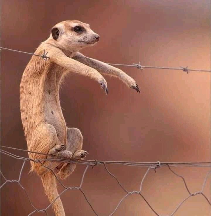 Gadet3's tweet image. اتعب نفسي  معك ف النقاش عشان شنو 😒؟ وانا بقدر 
اقول ليك انت صح وتقعد حمار ف نظري  !!😂