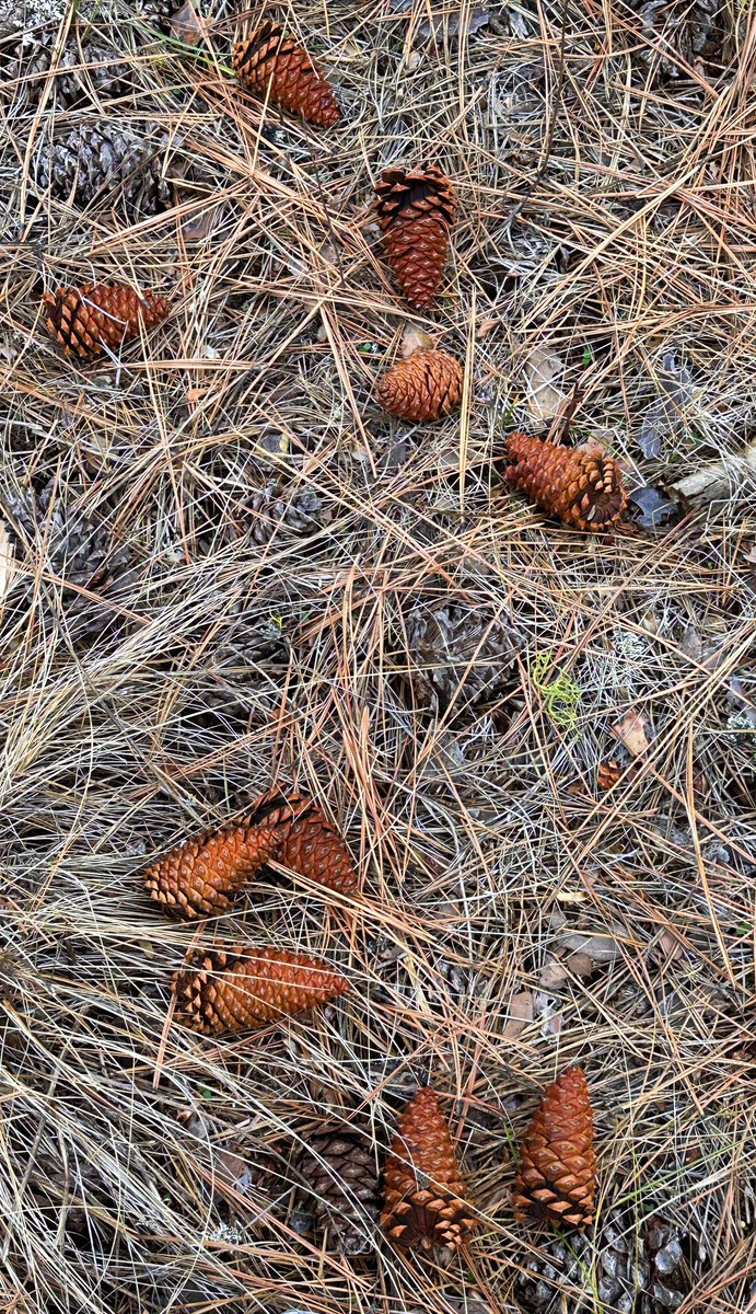 prairieguy2016's tweet image. Wandering the Montana forest I caught myself getting mesmerized by the shapes &amp;amp; textures of the pine cones as well as the colors &amp;amp; lines of the fallen pine needles. I wonder if the forest was trying to convert me? 😳 #wandering #wondering #montana #forest #pinecones