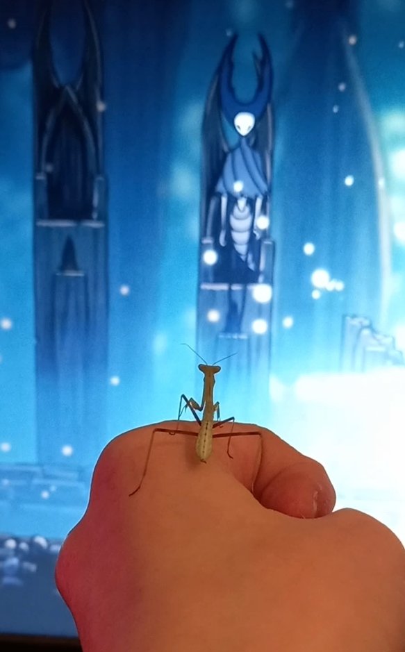 Scriblyn's tweet image. #hollowknight Mantis sees Mantis Lords