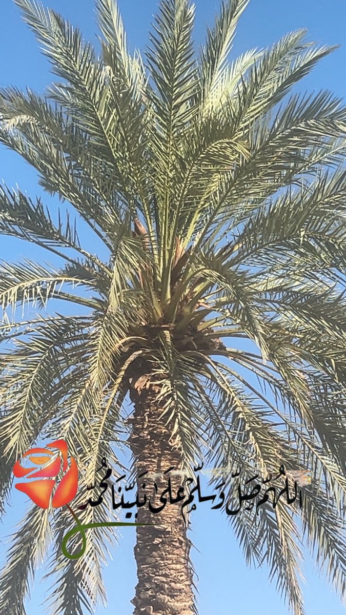 hesa_0's tweet image. #مساء_الخير_والسعاده 
#مساء_الخير 
#ليلة_الجمعة 
الإِكْثَارُ مِنَ الصَّلَاةِ عَلَى النَّبِيِّ ﷺ فِيهِ:
غُفْرَانُ الزَّلَّاتِ، وَتَكْفِيرُ السَّيِّئَاتِ.
إِجَابَةُ الدَّعَوَاتِ، وَقَضَاءُ الحَاجَاتِ.
تَفْرِيجُ المُهِمَّاتِ وَالكُرُبَاتِ.
#القصيم_الان