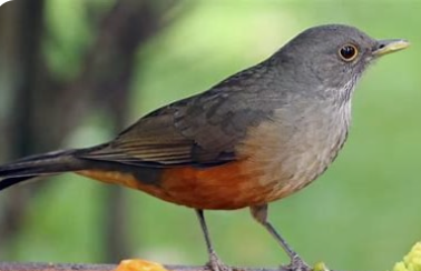 sm 🇺🇾 tweet media