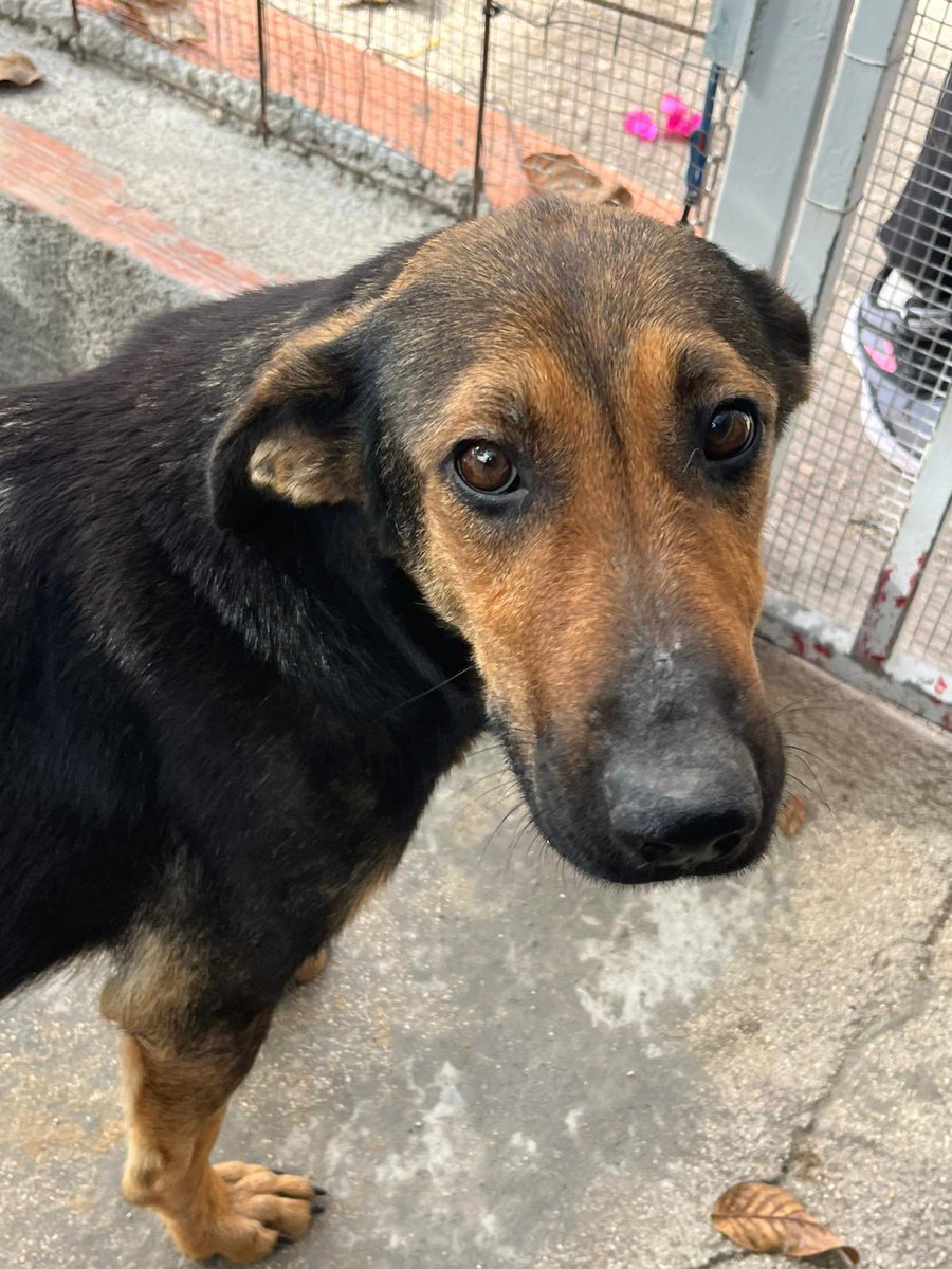 ohanarifugio's tweet image. 👠 Ed ecco a voi due bellissime ragazze! Già, sono un po’ malconce, ma con un po’ di pappe e amore vedrete…

Sono le due sorelle, di cui una mamma (quella con il pelo liscio) di una splendida cucciolata

facebook.com/10006497598077…