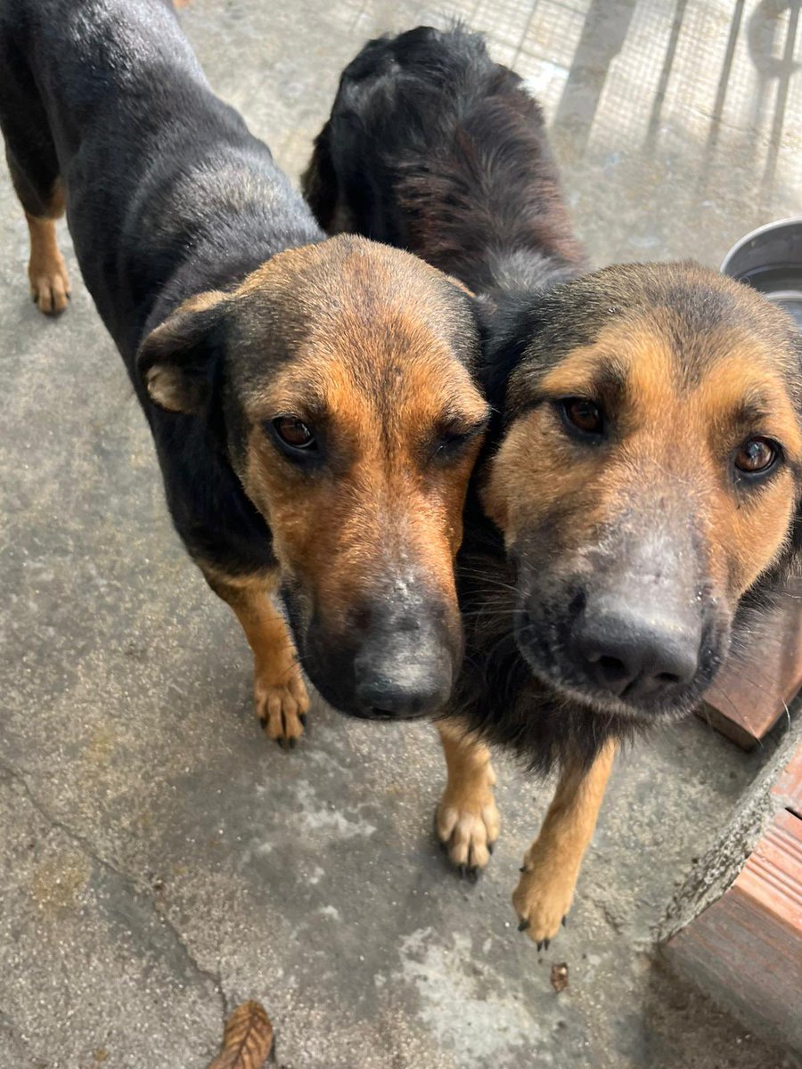 ohanarifugio's tweet image. 👠 Ed ecco a voi due bellissime ragazze! Già, sono un po’ malconce, ma con un po’ di pappe e amore vedrete…

Sono le due sorelle, di cui una mamma (quella con il pelo liscio) di una splendida cucciolata

facebook.com/10006497598077…