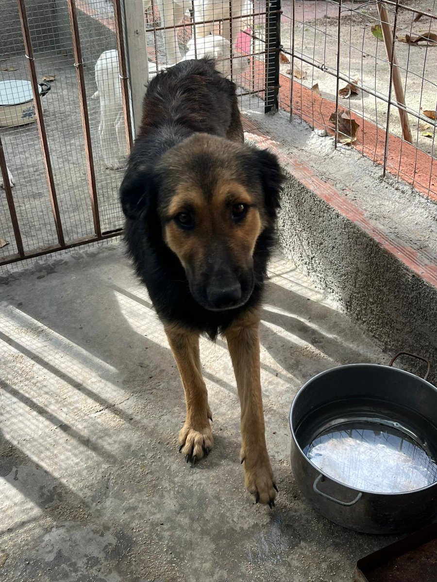 ohanarifugio's tweet image. 👠 Ed ecco a voi due bellissime ragazze! Già, sono un po’ malconce, ma con un po’ di pappe e amore vedrete…

Sono le due sorelle, di cui una mamma (quella con il pelo liscio) di una splendida cucciolata

facebook.com/10006497598077…