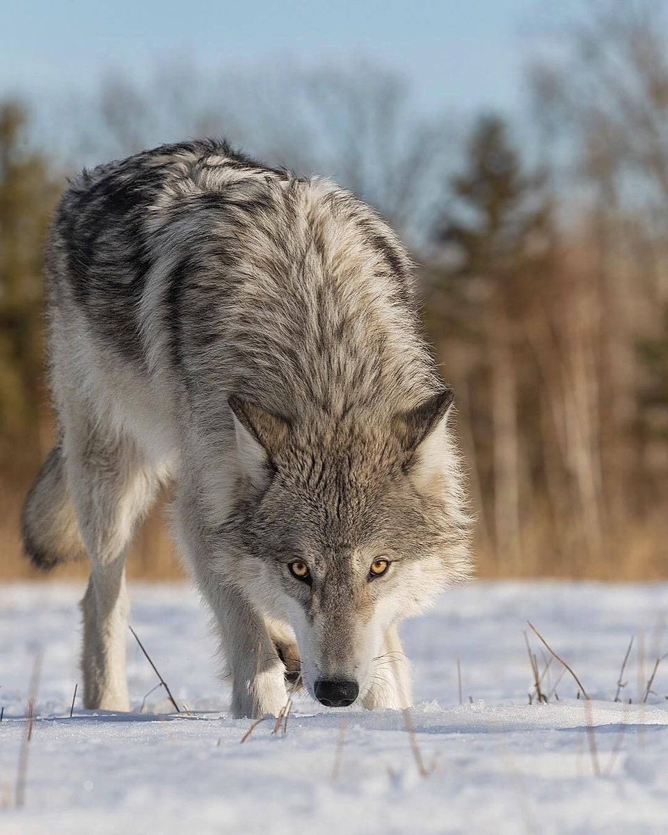 WOLF LOVERS tweet media