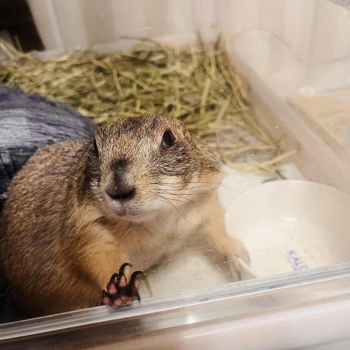 超✖∞∞∞∞スーパーリピーターの海ちゃん ⋈*。゜さん専用 L炎炎のエントロピーちゃんは適合者 (@super_magichan7) / Posts and