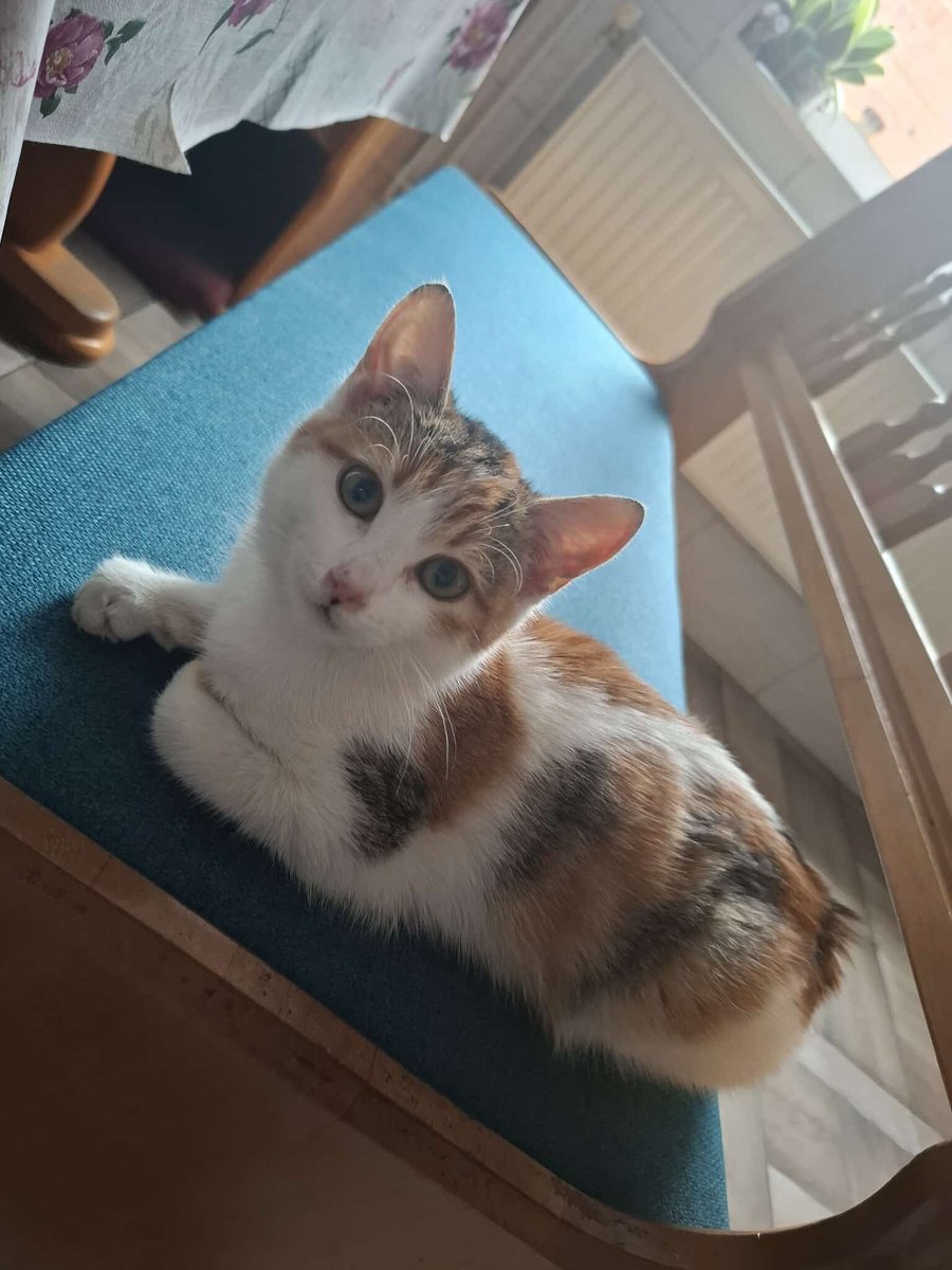 Techuuu1's tweet image. wredna chce pomidorówkę z ryżem i każdego bije hahahah