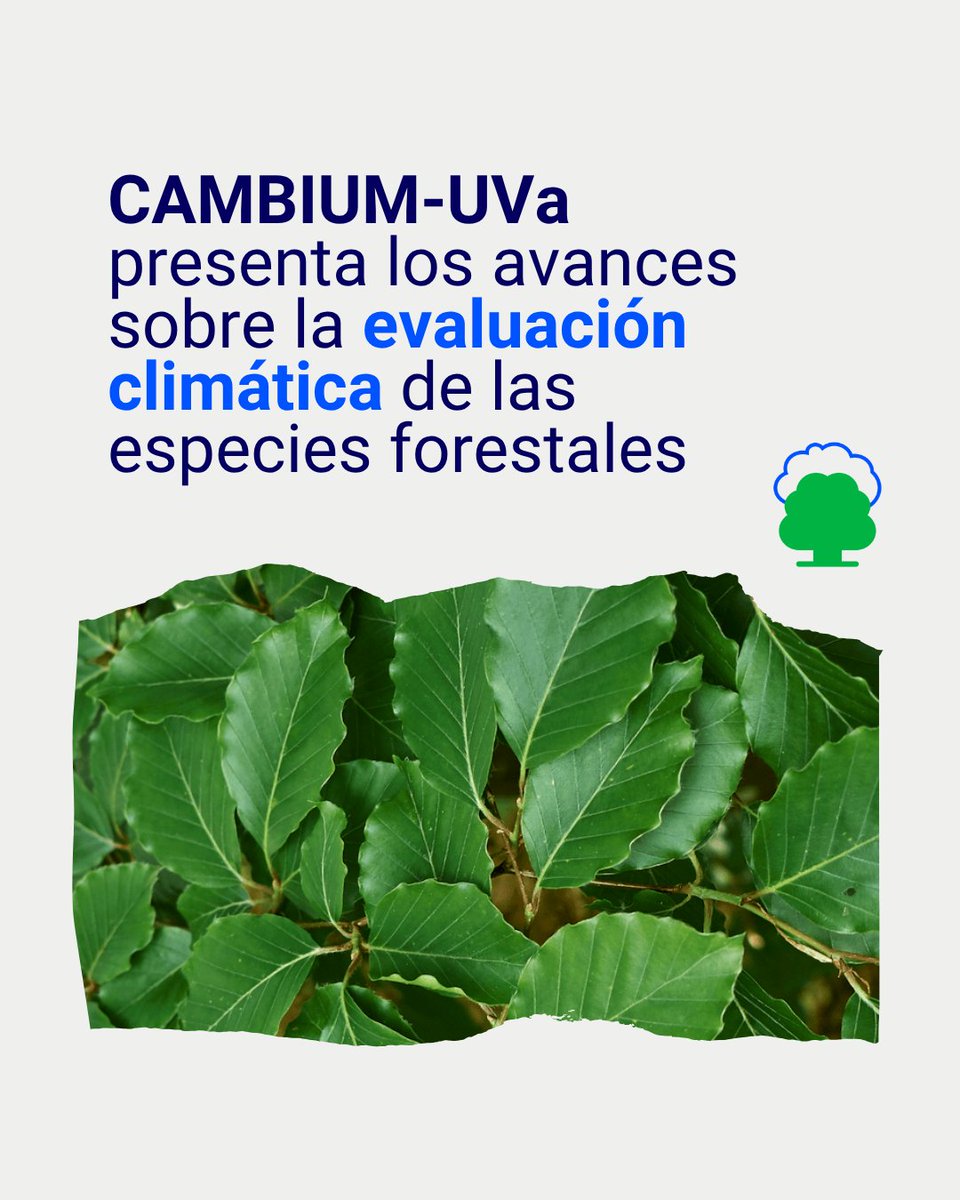eco2for_fb's tweet image. Más logros #eco2for.

@CambiumGIR ha desarrollado una metodología pionera para evaluar cómo el cambio climático afectará la idoneidad de diferentes especies forestales en España. 

eco2for.com/cambium-uva-av…