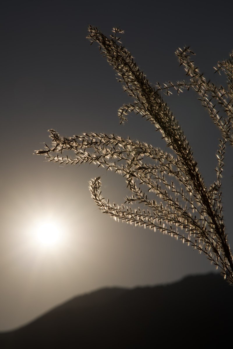 S38Qq9's tweet image. 夕方の始まりは早くも明日に押し出される感覚。
焦ってしまう窮屈なこの気持ち。
何もできなかった。
そんな日なら尚更…。

#写真
#EOSR6MarkII