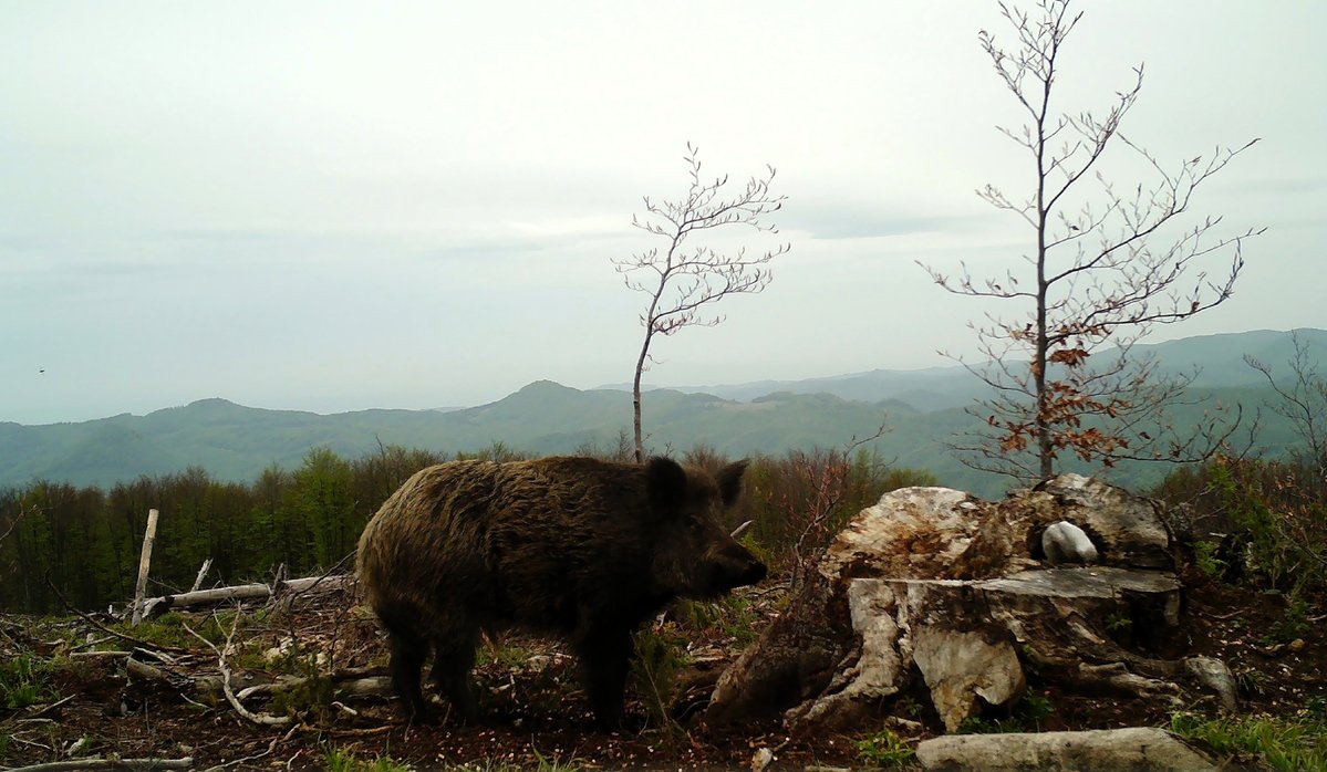 Când natura nu mai oferă suficient, intervin silvicultorii Romsilva: completează resursele de hrană și sare, astfel încât animalele să treacă mai ușor peste perioadele dificile, cu stres minim și în condiții bune de supraviețuire.📸Ocolul Silvic Firiza, Direcția Silvică Maramureș