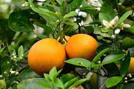 सिन्धुलीको गोलन्जोर गाउँपालिकाले यही मंसिर २३–२५ गतेसम्म तीनकन्या (माझकुभिण्डे)मा जुनार प्रवर्द्धन मेलाको आयोजना गर्दैछ। अब यतै भेटौँला ! 
<a href="/aksharkaka/">अक्षर काका</a>  

#Sindhuli #NepalJunarFestival #GolanjorJunarMela #Tinkanya