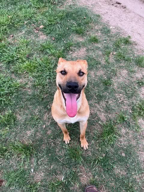 samsonsjustice's tweet image. Humble is a suburb of Houston TX
Unfortunately the time has come where we are full and have no kennel space! So we have had to make some tough decisions. These 5 dogs are on the list to be euthanized at the beginning of the week next week if they do not get adopted or go to a…