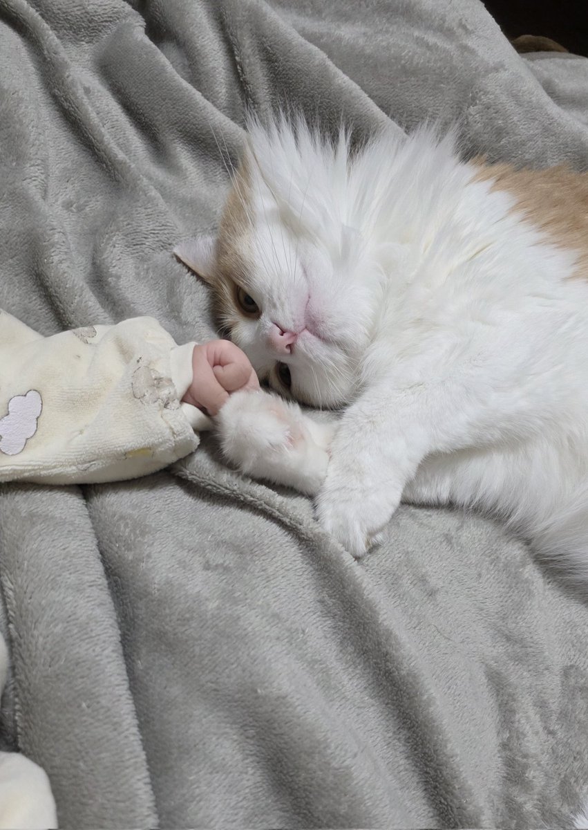 せふぁ‎ (@km_tksgssk) / Posts / X