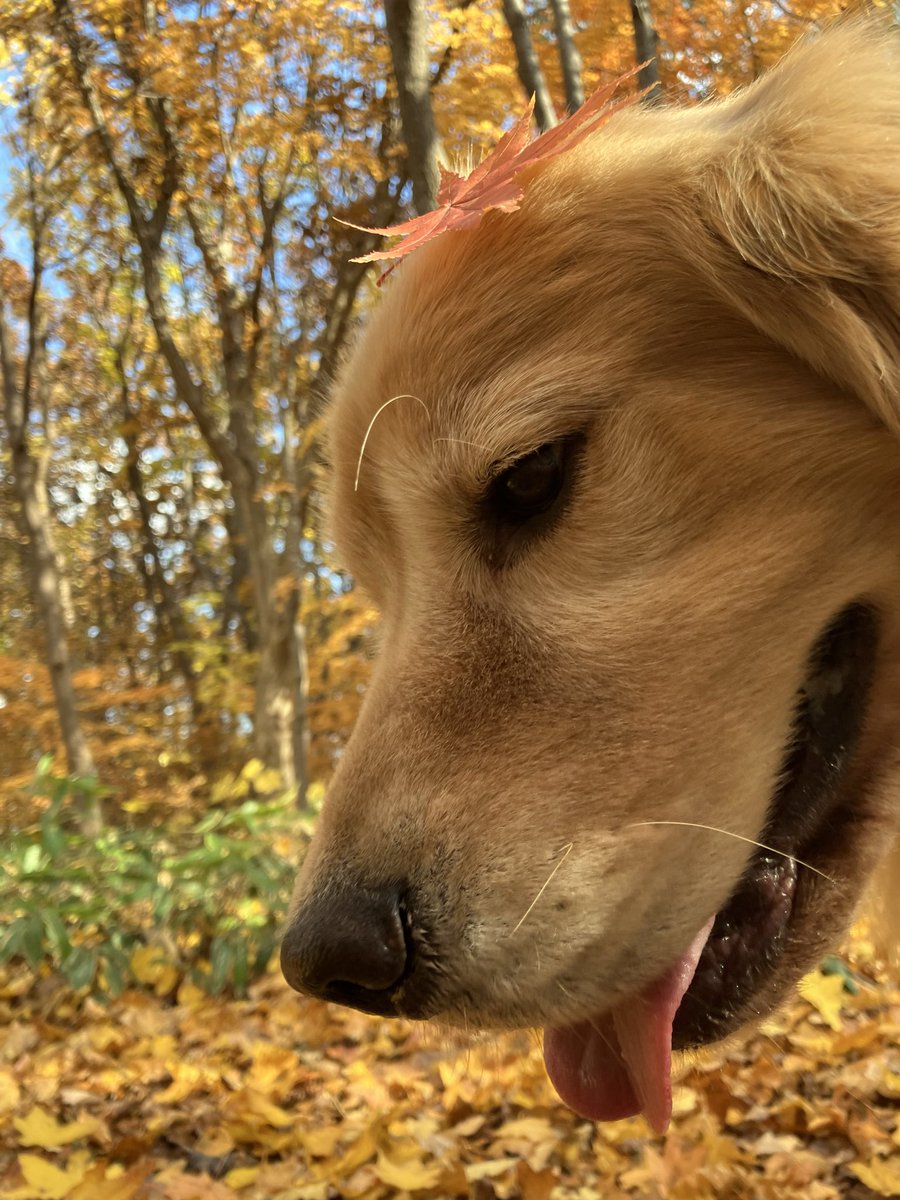 Cole_House_1's tweet photo. 滑り込み秋🍂 https://t.co/BCnGr4qZln