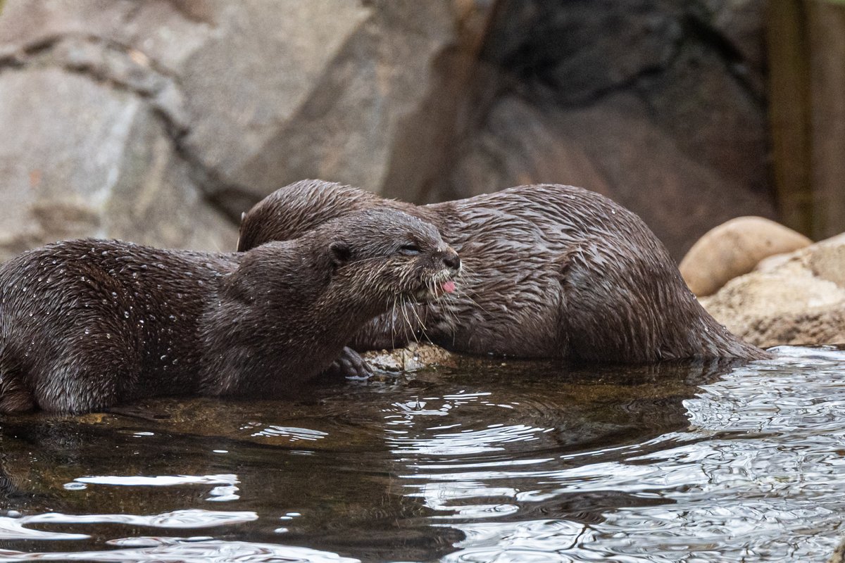 My visit to <a href="/NationalZooDC/">Smithsonian's Zoo</a>  at <a href="/washingtondc/">Visit Washington, DC</a>