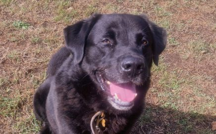 Penny2449's tweet image. #forgottensoulshour 
Zeebie 7 yr old Lab x Portuguese Mountain dog, he 
was reactive to strangers and dogs but is now 
confident and relaxed, will need exp owner to visit and 
bond with him, no other pets, all info here dorisbanhamdogrescue.org/wp/zeebie/