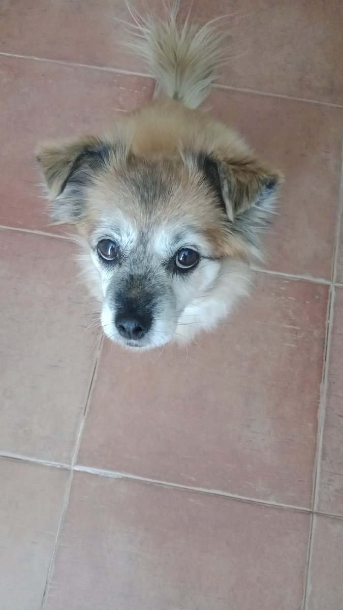 #Murcia
Esta preciosidad es #DULCE. Tiene unos 8 años, pero es súper activa, le encanta salir a pasear y correr, sí , porque ella, corre. Es una perra con energía.

Se encuentra actualmente en acogida y busca una familia definitiva.

Quien esté interesado en saber más sobre