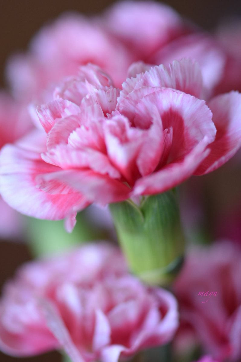 .

朝晩の冷え込みで体がシンドイ🍀

温かい食事がホッコリします🍲✨

明日は何を作ろうかな⋯🤔💭🧡

そんなこんなでおやすみなさい🌟

.

#カーネーション
#私とニコンで見た世界