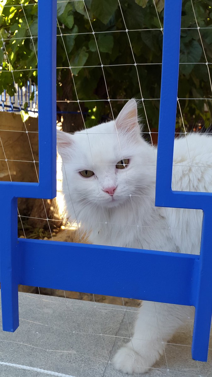 dilahn22's tweet image. Gözleri ile konuşanla daha iyi anlaşıyorum..
#Persembe keyifle 💙🦋💙
#Tbt  #bodrum