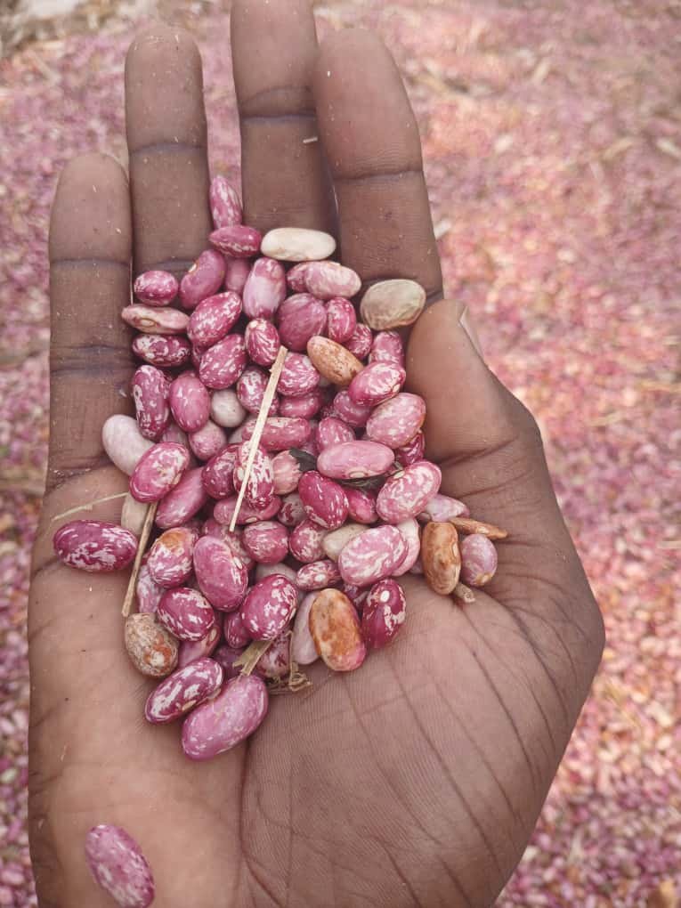 kilimoEAC's tweet photo. With the new beans thresher, her harvest is now fast, clean, and stress-free.
Her words say it all: “Now we can produce more beans.” 

Farmers are no longer struggling through back-breaking work.

#EAMIAT #KTAt20 https://t.co/I4DGBdmwOP