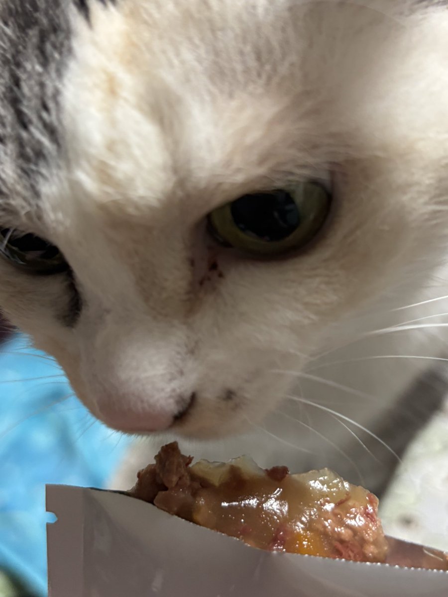 nekonekoSFN's tweet photo. 柔らかい猫飯は器より直派ですか？
ふぁみ様 https://t.co/yq9qG4qSS1