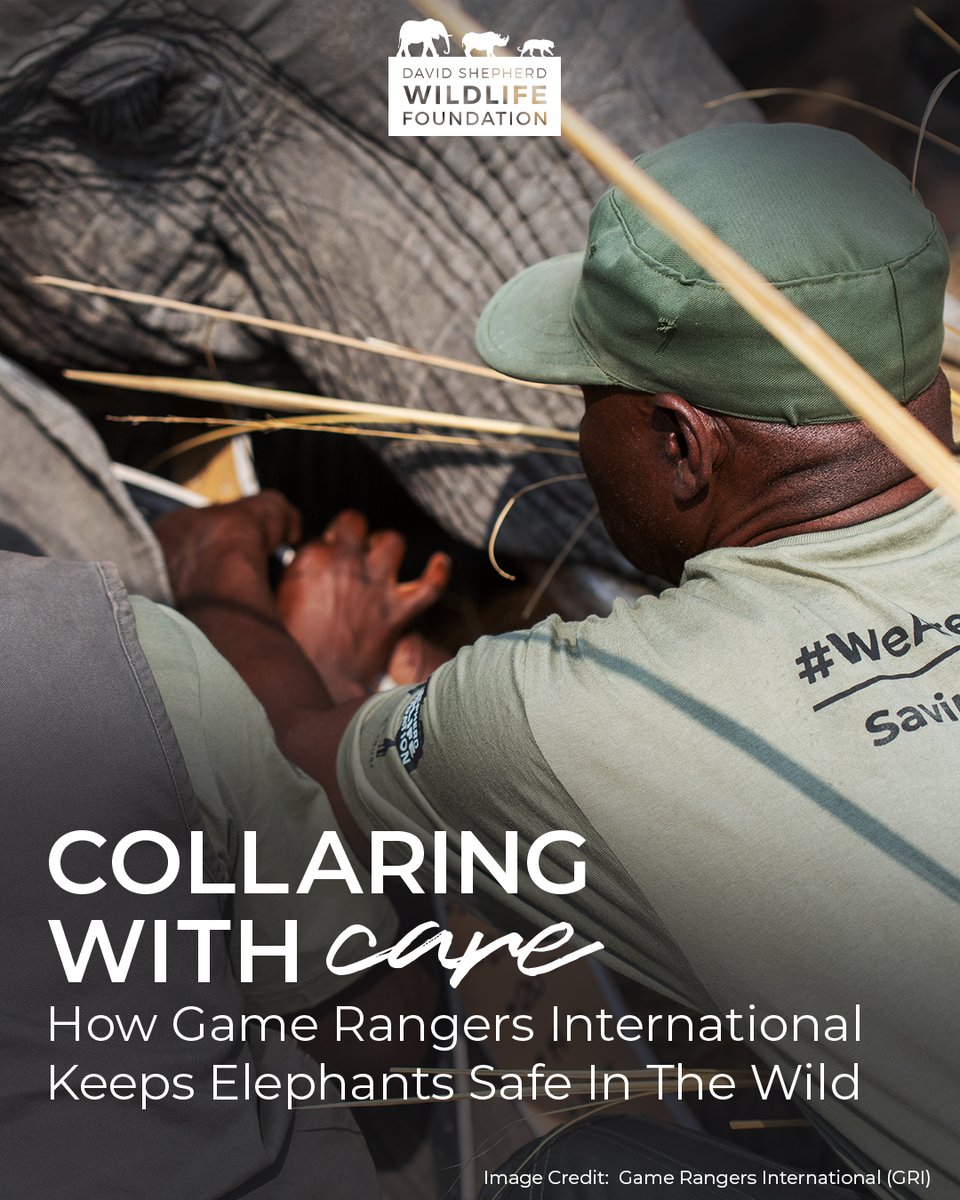 David Shepherd Wildlife Foundation tweet media