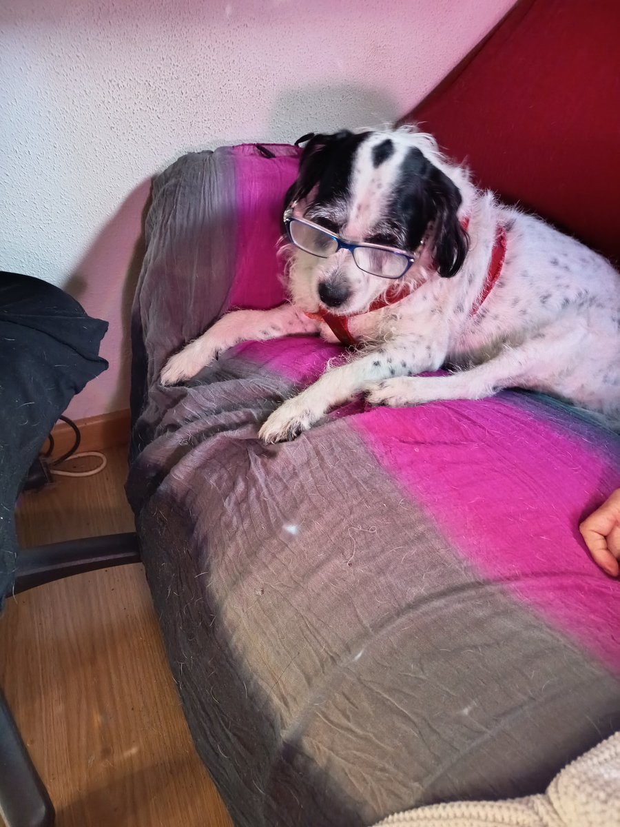 Blanquita #blanquita #dog