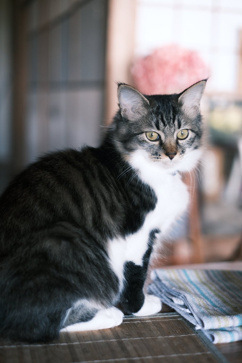 08yXKgjB0dMoc86's tweet photo. neko
#写真好きな人と繋がりたい 
#ファインダー越しの私の世界
#キリトリセカイ https://t.co/rddftdPMit