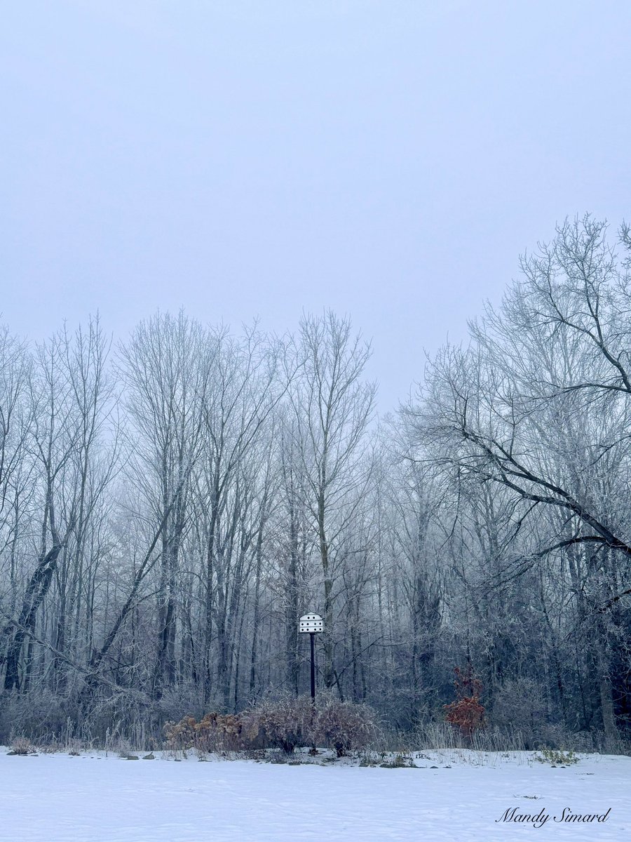 Foggy, frosty start to the day ❄️🌫️
What’s the weather like where you are?