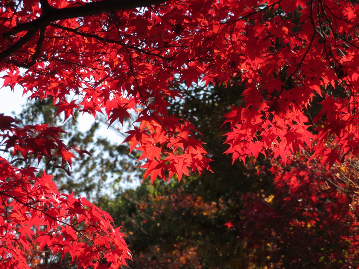 haru2913's tweet photo. 昨日昭和記念公園に行って来ました。 https://t.co/q3LCgEpUol