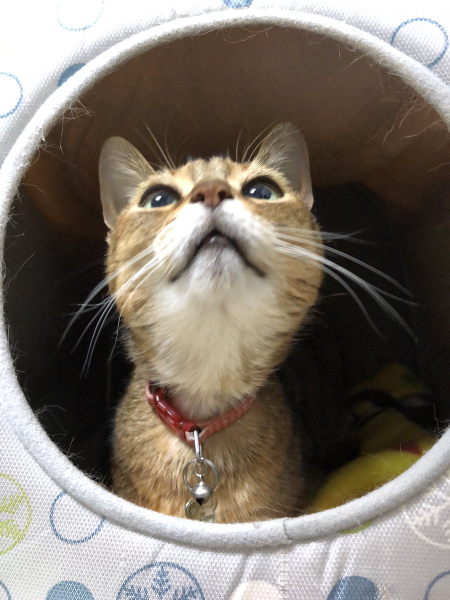 uBg3tA5OFRdyFQS's tweet image. おやすみ💤
クメタケ家、№1：コロン（🌈）、№2：ライム、№3：チビ太（🌈）
愛たいですな
刻が戻ればなぁ
#毎日が猫の日 #猫好き #保護ねこ