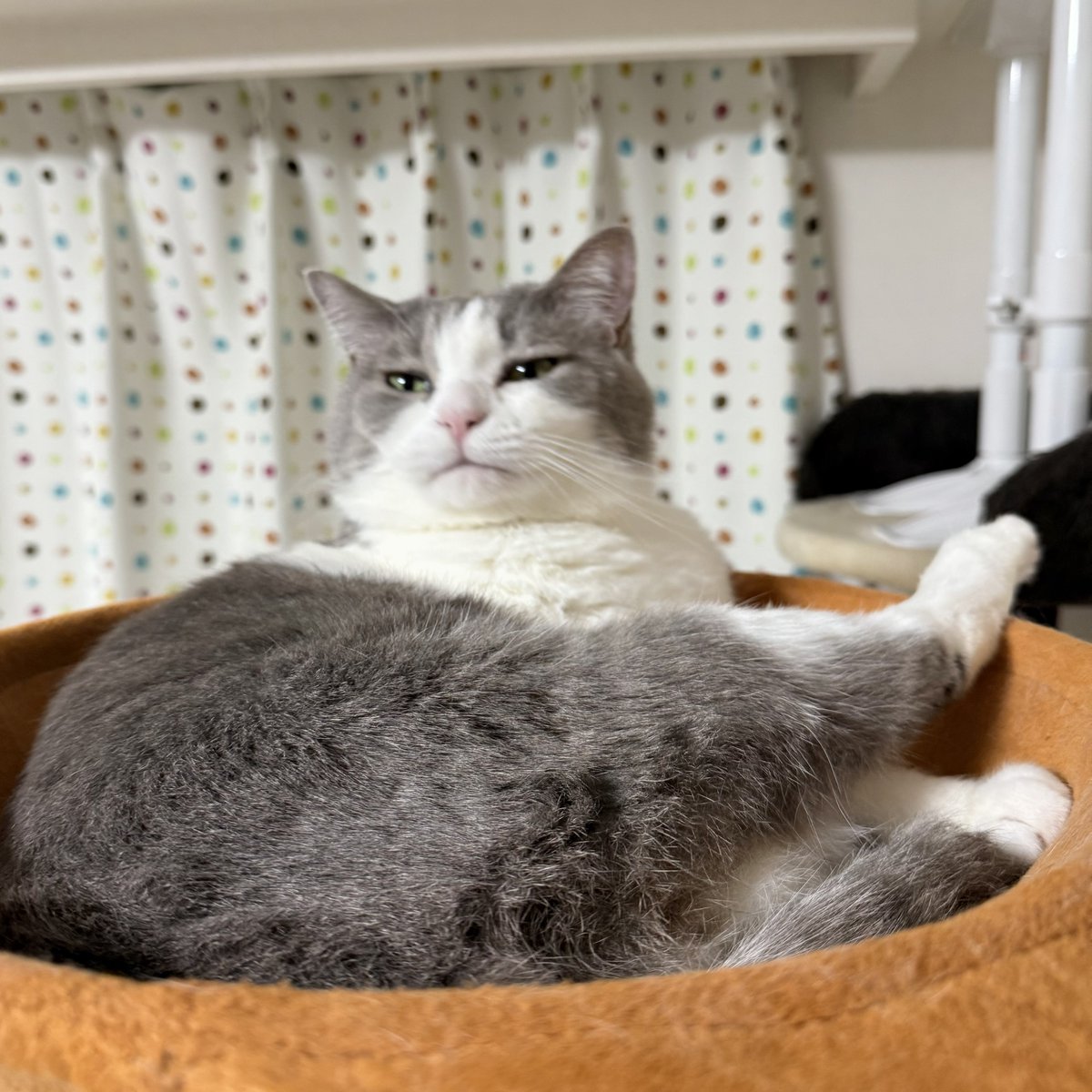 いずもん/まろ様＊mfmf (@7nfxwoi3F8lSqHU) / Posts / X